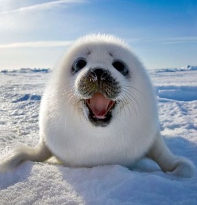 Создать мем: нерпы на байкале, маленький тюлень, фотографии тюленя