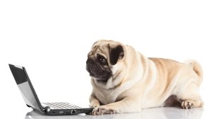 Создать мем: мопс у компьютера, собака за компьютером, мопс с ноутбуком
