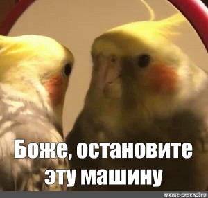 Создать мем: мемы для важных переговоров с попугаями, попугаи кореллы, остановите эту машину попугай