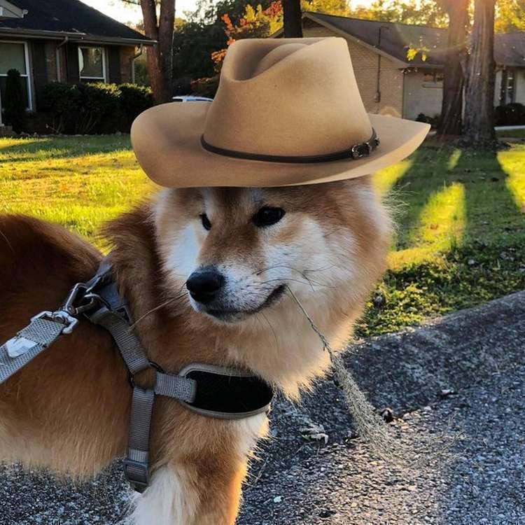 Create meme: doge cowboy, shiba inu , cowboy dog