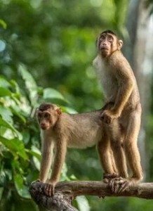 Create meme: monkey, macaques, monkey