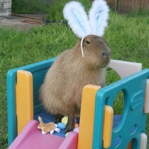 Создать мем: capybara, грызун капибара, большой хомяк капибара