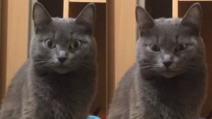 Создать мем: кошка, кот, русская голубая кошка