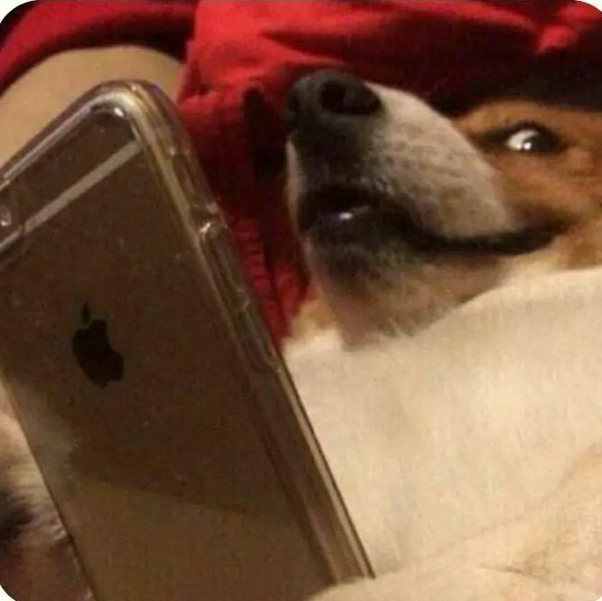 Create meme: The dog meme is waiting for a reaction, funny dogs, dog phone meme
