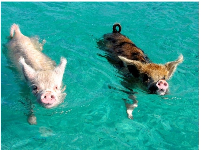 Создать мем: водоплавающие свиньи багамы, свинья плавает, свинки на багамах