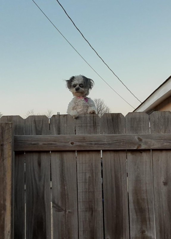 Create meme: dog on the fence, The neighbor's dog, The dog looks out of the fence