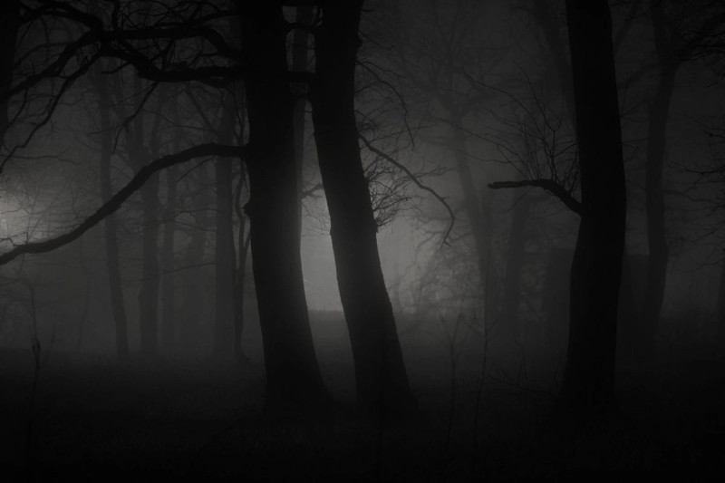 Создать мем: лес мрак, ночь фонарь, лес мрачный