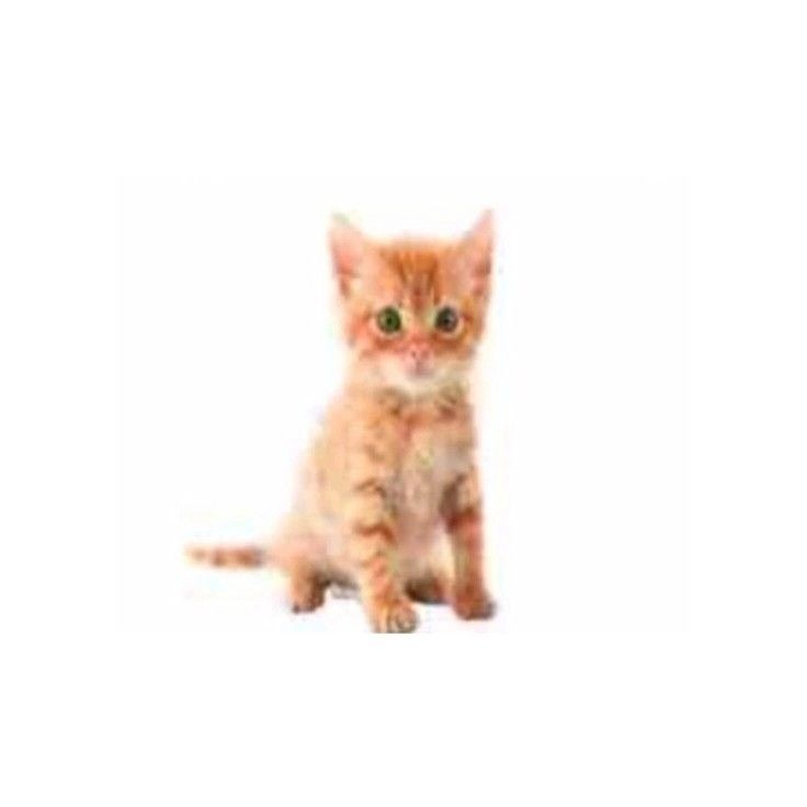 Создать мем: оранжевые котята на белом фоне, кот рыжий, маленький рыжий котенок