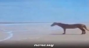 Создать мем: кадр из фильма, лошадь, почему мем лошадь у моря