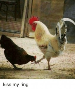 Create meme: pictures Chicks kissing cock, cock Fucks a chicken, hen and rooster