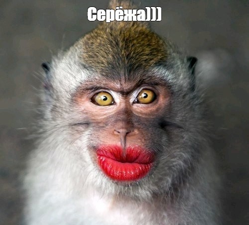 Create meme: painted monkey, monkey with red lips, monkey with lipstick