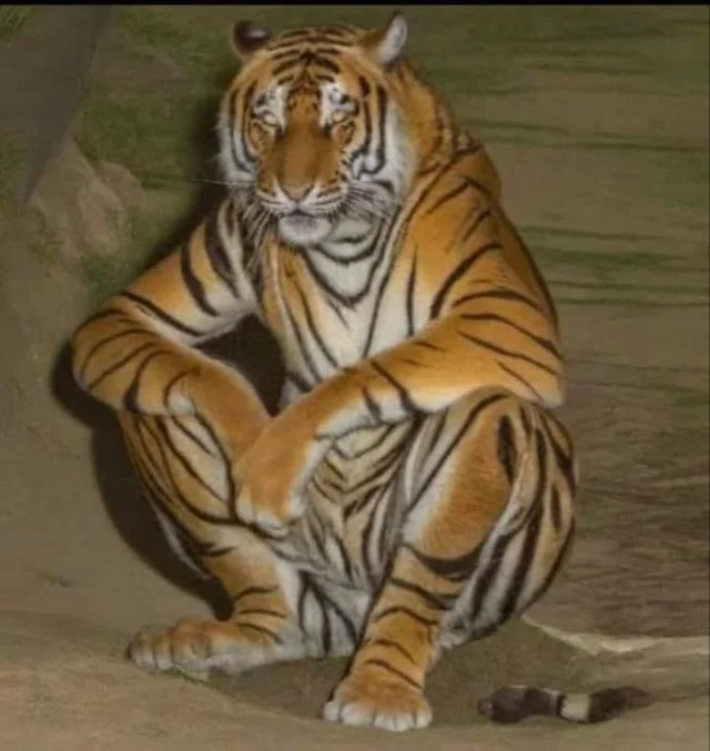Создать мем: тигр большой, тигр окрас, бенгальский тигр
