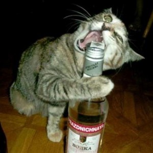 Create meme: meme cat, birthday of Russian vodka funny pictures, cat drunk