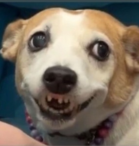 Создать мем: упоротая собака, собака с высунутым языком, улыбающаяся собака