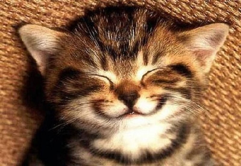 Создать мем: котики, улыбнись, улыбнись открытка