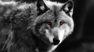 Создать мем: серый волк, одинокий волк, волки красивые