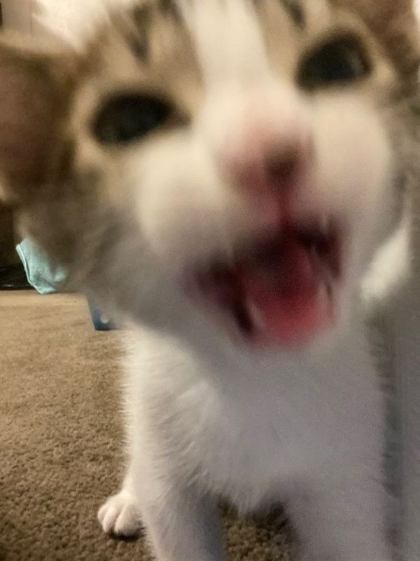Create meme: the cat yawns, cat , cat 