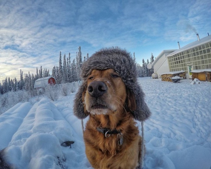 Создать мем: смешные собаки в снегу, собака в шапке, собака зимой