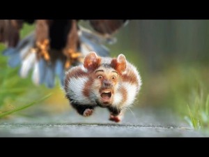 Create meme: animals funny, Animal, wild hamster