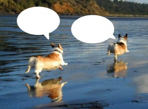 Create meme: animals, photo of Corgi running to the sea, Corgi funny runs