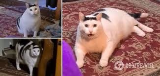 Создать мем: мем жирный кот, толстый кот из мема, кот из мемов белый мяукает