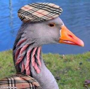 Create meme: the voice of grey goose mp3, goose, suspicious goose