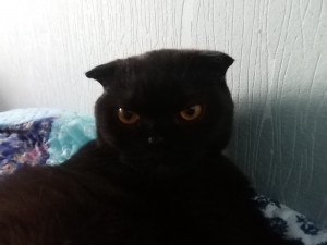 Create meme: cat, cats, black cat found fold
