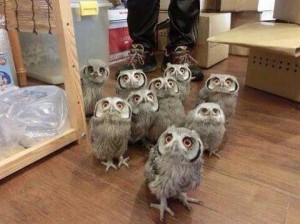 Create meme: Owlets in search of