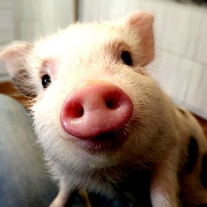Create meme: cute pig, mumps, piggy piggy