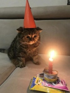 Create meme: cat, birthday a sad holiday, cat