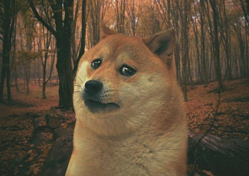 Create meme: sad dog meme, doge dog , shiba inu meme