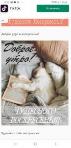 Create meme: cat with a book, cat, good morning