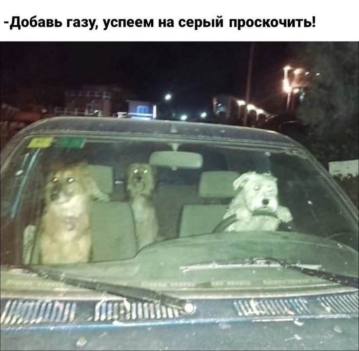 Create meme: Let's skip to the gray dog meme, a dog stole a car, the dog is driving