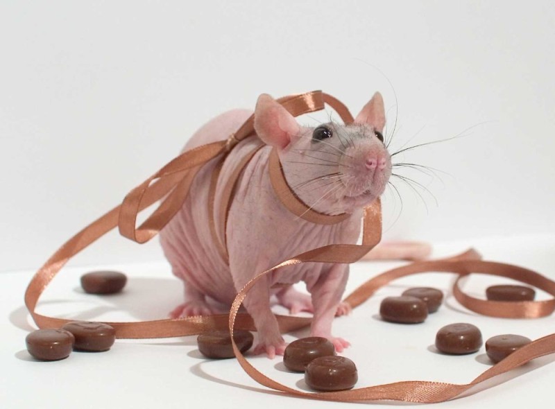 Создать мем: крыса дамбо сфинкс, шоколадная крыса, крыса