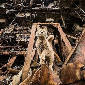 Создать мем: гордый кот, cat, кладбище кораблей