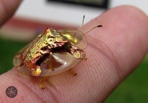 Create meme: golden tortoise beetle, beetle "Golden turtle" (charidotella sexpunctata), Golden tortoise beetle