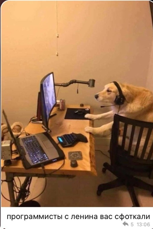 Создать мем: dog, twitch.tv, собака геймер