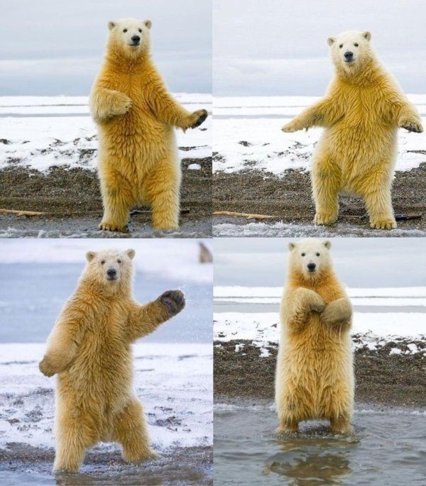 Создать мем: медведь танцует, белый медведь танцует, танцующий медведь мем