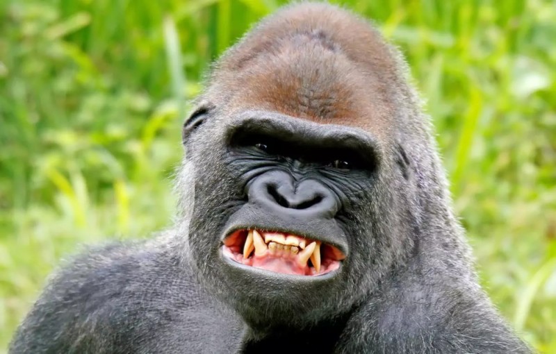 Создать мем: горилла егор, злая обезьяна, злая горилла
