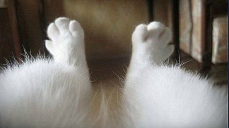 Create meme: the paws of a cat, fluffy legs, I'm white and fluffy