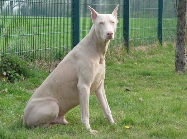Создать мем: собака альбинос, доберман изабелловый окрас, белый доберман