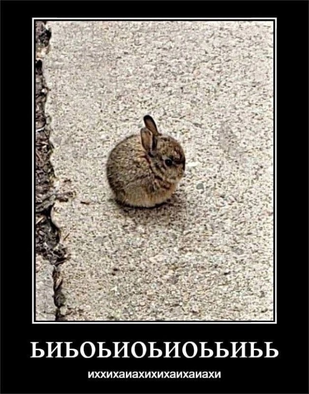 Создать мем: смешной юмор, прикол, дикий кролик