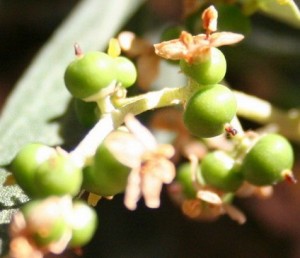 Create meme: flowering, the olive tree, plants