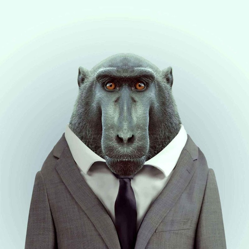 Create meme: monkey in a jacket, zoo portraits of yago partal, a monkey in a jacket and tie