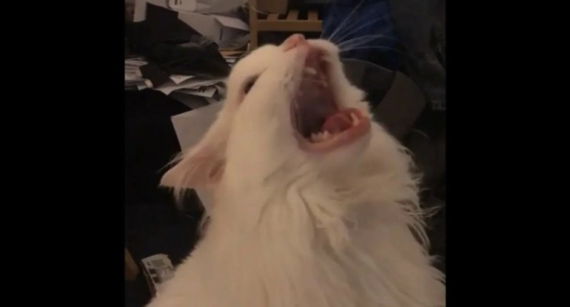 Create meme: a screaming white cat, cat yells meme, screaming cat meme