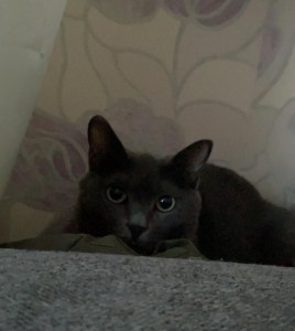 Создать мем: порода русская голубая, серый кот, русская голубая котенок