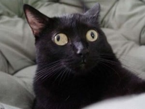 Создать мем: бомбейская кошка, черная кошка мем, смешной черный кот