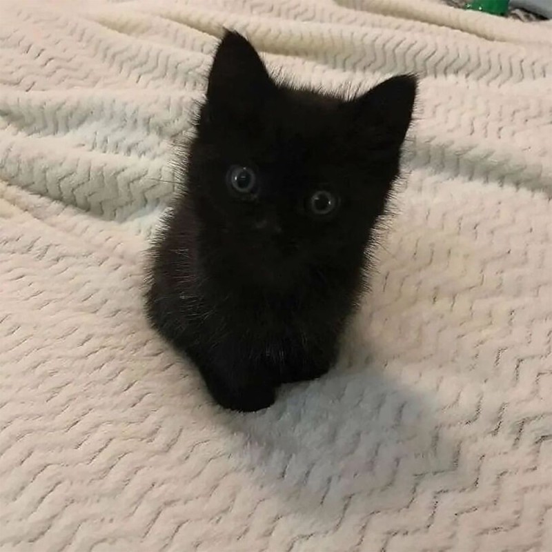 Create meme: the kitten is black, black cat , cute black kitten