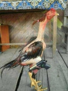 Create meme: rooster, chicken, gambar lucu