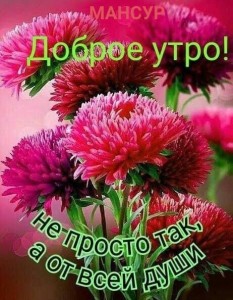 Создать мем: красивые цветы хризантемы, доброе утро друзья, доброе утро группа